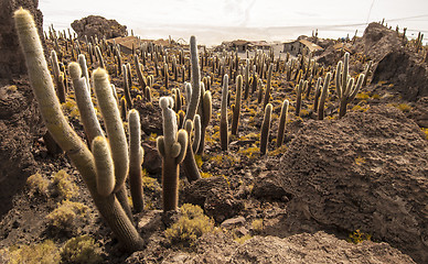 Image showing Cacti in Salar de Uyuni