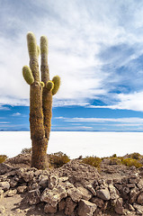 Image showing Cactus in Salar de Uyuni