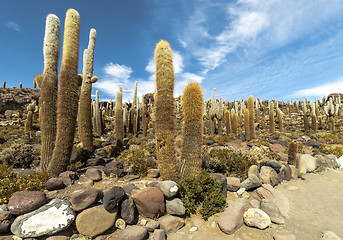 Image showing Group of Cacti in Bolvia