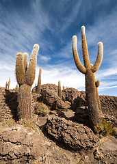 Image showing Cactus in Salar de Uyuni