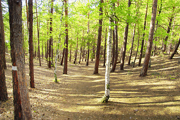 Image showing pine forest