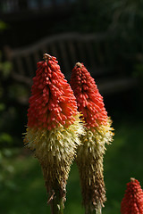 Image showing kniphofia the red hot poker plant