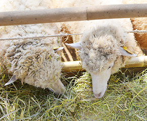 Image showing sheeps