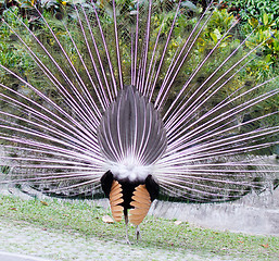 Image showing peacock back