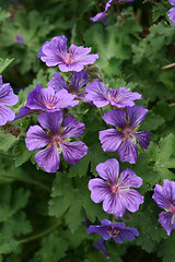 Image showing geranium cranesbill called gravetye