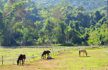 Image showing horses