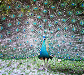 Image showing peacock