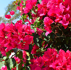 Image showing bougainvillea flowers