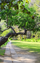 Image showing garden