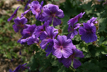 Image showing geranium cranesbill called gravetye