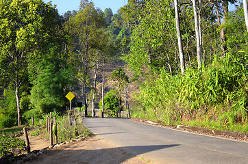 Image showing road in jungle