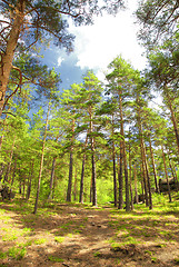 Image showing pine forest