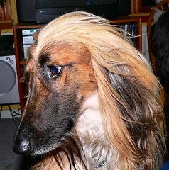 Image showing Afghan Hound, looking a bit sad.