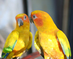 Image showing two parrots