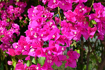Image showing bougainvillea flowers