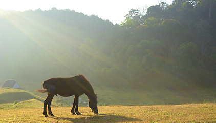 Image showing horse