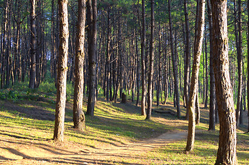 Image showing Coniferous forest 