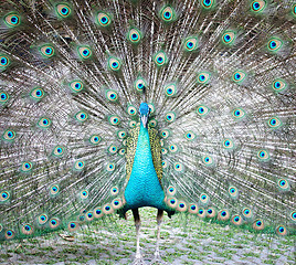 Image showing peacock