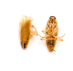 Image showing dead cockroaches