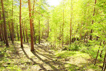 Image showing coniferous forest