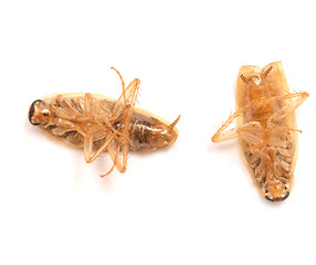 Image showing dead cockroaches
