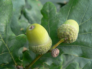 Image showing Young acorns