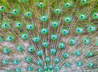 Image showing peacock tail