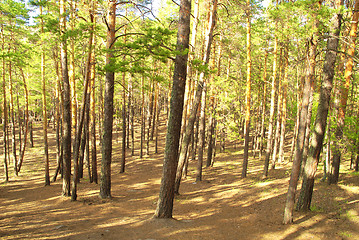 Image showing pine forest