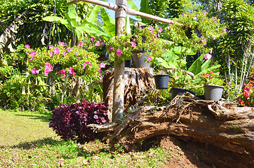 Image showing flowers