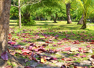 Image showing garden