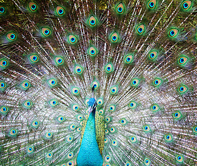 Image showing peacock