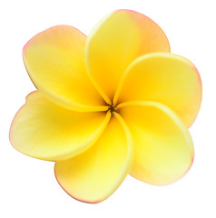 Image showing frangipani