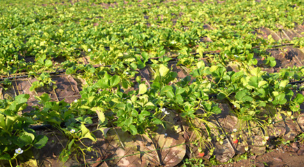 Image showing strawberry plantation