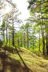 Image showing pine forest