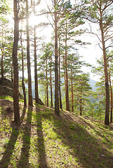 Image showing Coniferous forest