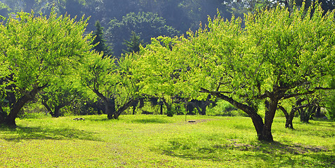 Image showing garden