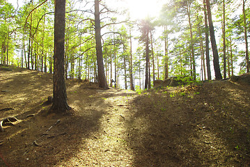 Image showing pine forest