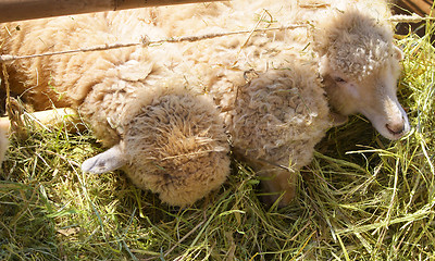 Image showing sheeps