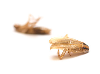 Image showing dead cockroaches