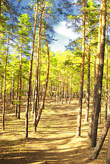 Image showing pine forest