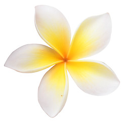 Image showing frangipani