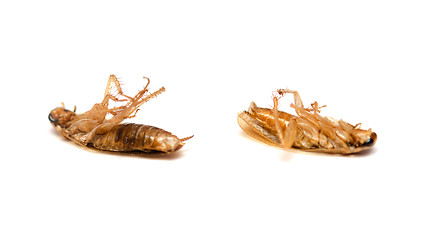 Image showing dead cockroaches