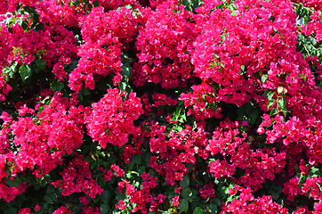 Image showing bougainvillea flowers