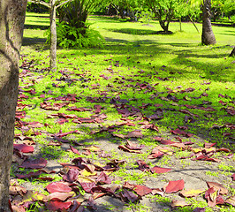 Image showing tropical park