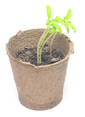 Image showing tomato plant