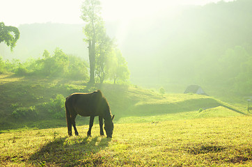 Image showing horse