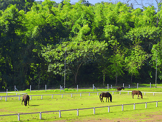 Image showing horses