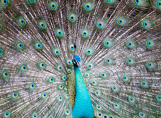 Image showing peacock