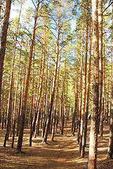 Image showing pine forest