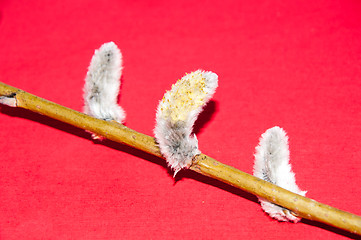 Image showing Willow sprigs to bloom for Easter